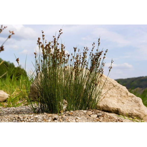 1000 SOFT RUSH (Common Rush) Juncus Effusus Ornamental Grass Seeds
