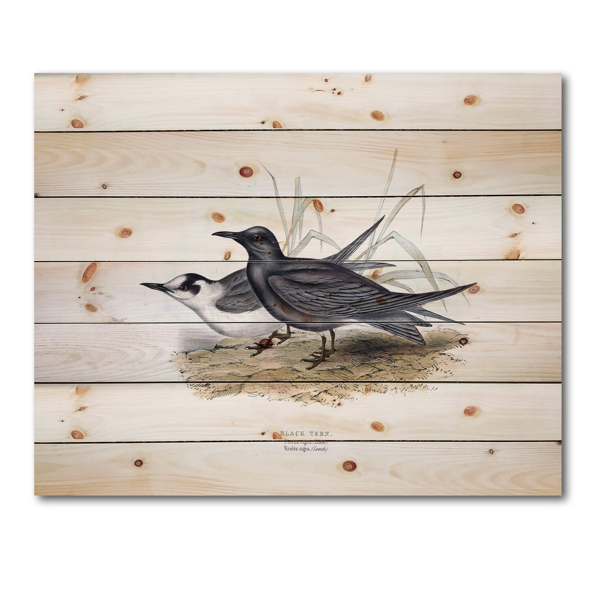 Designart 'Ancient Bird Of Europe II' Traditional Print on Natural Pine Wood
