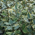 thumbnail image 3 of Southern Living Elaeagnus Olive Martini Live Shrub in 2-Gallon Grower Pot, 3 of 8