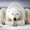 Yoga Polar Bear, variant on Elephant Stock Spirit Bear In Hartley Bay Wall Art - Horizontal Canvas Wall Art - Living Room Wall Decor - Animal Canvas - Black And Green Decor - 12" x 8"