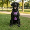 thumbnail image 7 of No Pull Dog Harness with Free Heavy Duty Leash, Adjustable Soft Padded Dog Vest, No-Choke Oxford Vest for Large Dogs (Purple), 7 of 7