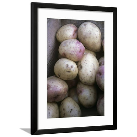 Potatoes (Solanum 'King Edward') Framed Print Wall Art By Maxine (King Edward Potatoes Best For)