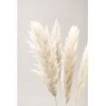 thumbnail image 2 of 1x Studio III 17x24 White Modern Wood Framed Museum Art Print Titled - Pampas Grass Grey 02, 2 of 4