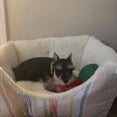 thumbnail image 4 of High Walled Cuddler Beds for Cats & Dogs - S - Boots & Barkley, 4 of 8