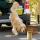 thumbnail image 4 of Recipiente hermético para golosinas para perros al aire libre. Envase hermético para alimentos para mascotas. Botella para golosinas., 4 of 4