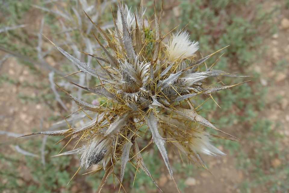Thistle Flower Thorny Dry Cotton Thistle Thorns20 Inch By 30 Inch