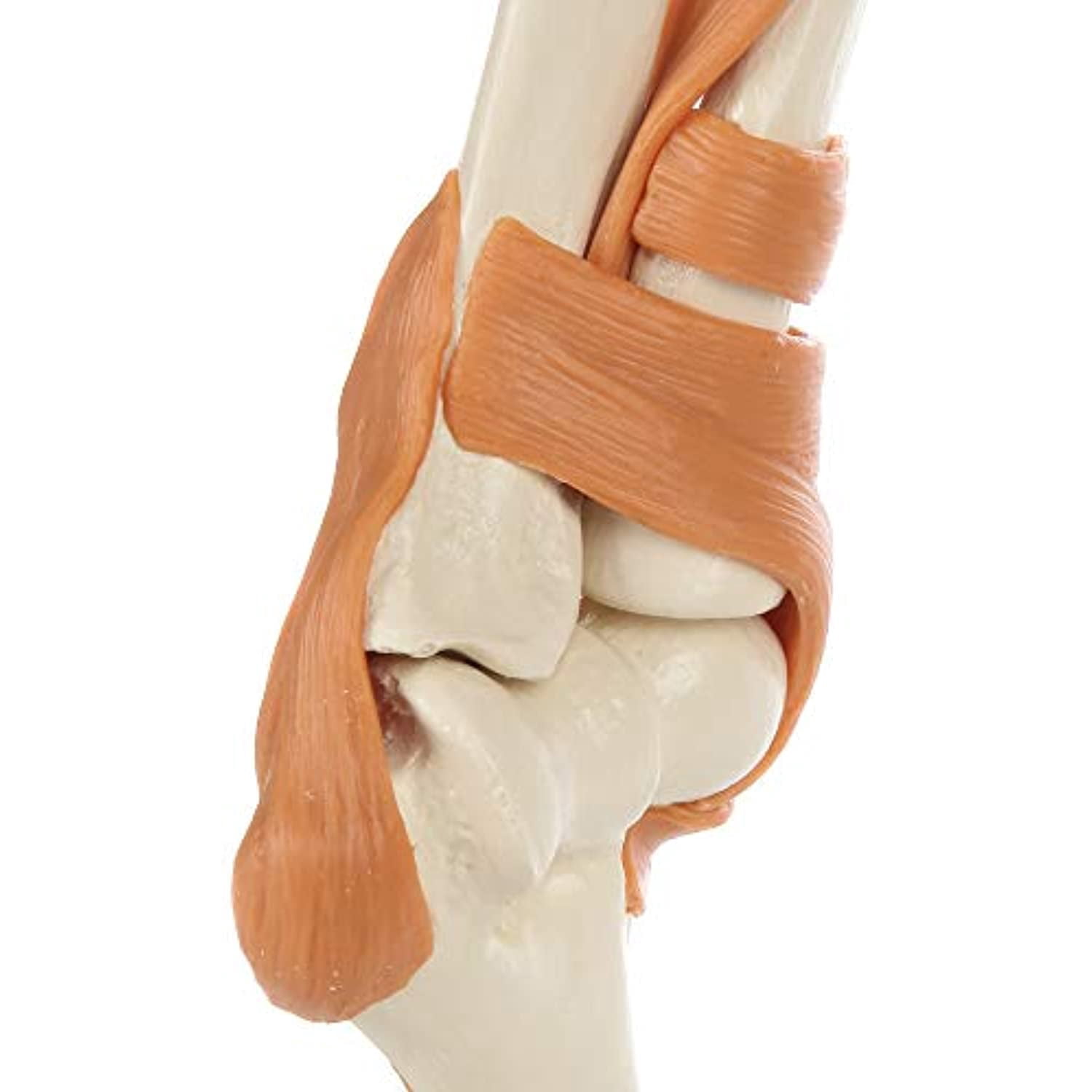 Rudiger Anatomie Functional Elbow Joint with Ligaments