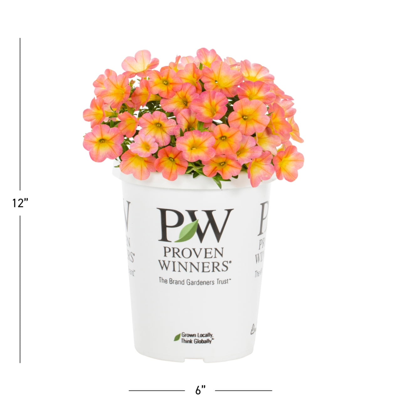 Proven Winners 1.5PT Coral Calibrachoa Live Annual Plant Sun 5-Pack
