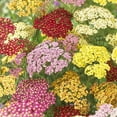 thumbnail image 4 of Van Zyverden Achillea Yarrow Mixed Set of 5 Plant Roots Multicolor Full Sun Perennial Fragrant 1 lb, 4 of 5