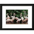 thumbnail image 2 of Group of Pink Flamingos, Animals Framed Art Print Wall Art by panda3800 Sold by Art.Com, 2 of 6