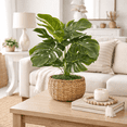 thumbnail image 4 of Artificial Plant, 1.83ft Artificial Split Leaf in a Low Round Handwoven Basket by LCG Florals, Faux Designer Fake Indoor Tree for Living Room, Office, and Home Décor, 4 of 9
