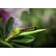 thumbnail image 2 of Reed, Michele 18x14 White Modern Wood Framed Museum Art Print Titled - Caterpillar, 2 of 4