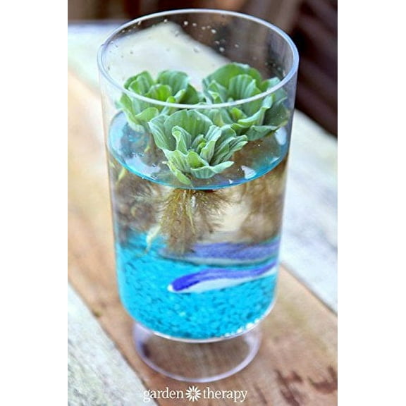 Small Water Lettuce - 1.5-3" - Floating Live Pond Plants for indoors or outdoors