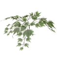 thumbnail image 3 of Vickerman 4 Pieds Érable Argenté Extra Full - Txx1640-06, 3 of 3