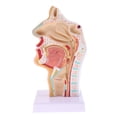 thumbnail image 2 of 1: 1 Cavidad Laringofaríngeo Oral Nasal Kits de Modelo de Estudio Sunnimix Estatua de la cavidad nasal humana, 2 of 8