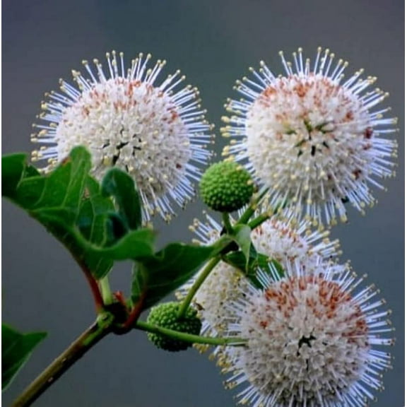 CZ Grain 50 Buttonbush Cephalanthus Occidentalis Plant Seeds