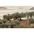 thumbnail image 5 of Hermes Dimarakis Estate Manaki & Koroneiki Extra Virgin Olive Oil, 500 ml, 5 of 5