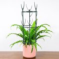 thumbnail image 1 of Moluckfu Soporte Decorativo Para Plantas Trepadoras Con Desmontable Y Apilable Para Jardín, 1 of 8