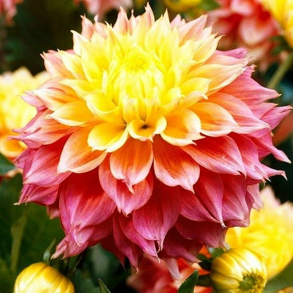 shiyou-Flower Rare Seeds Dahlia 120 Giant Colorful Mixed Seeds Planting Dahlia Seeds