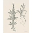 thumbnail image 2 of Gorham, Gregory 12x14 White Modern Wood Framed Museum Art Print Titled - Plant Life II, 2 of 4