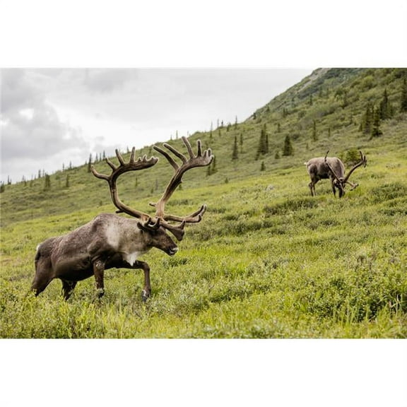 Caribou Rangifer Tarandus Forage Along Savage River in Denali National Park in Interior Alaska Summer Poster Print