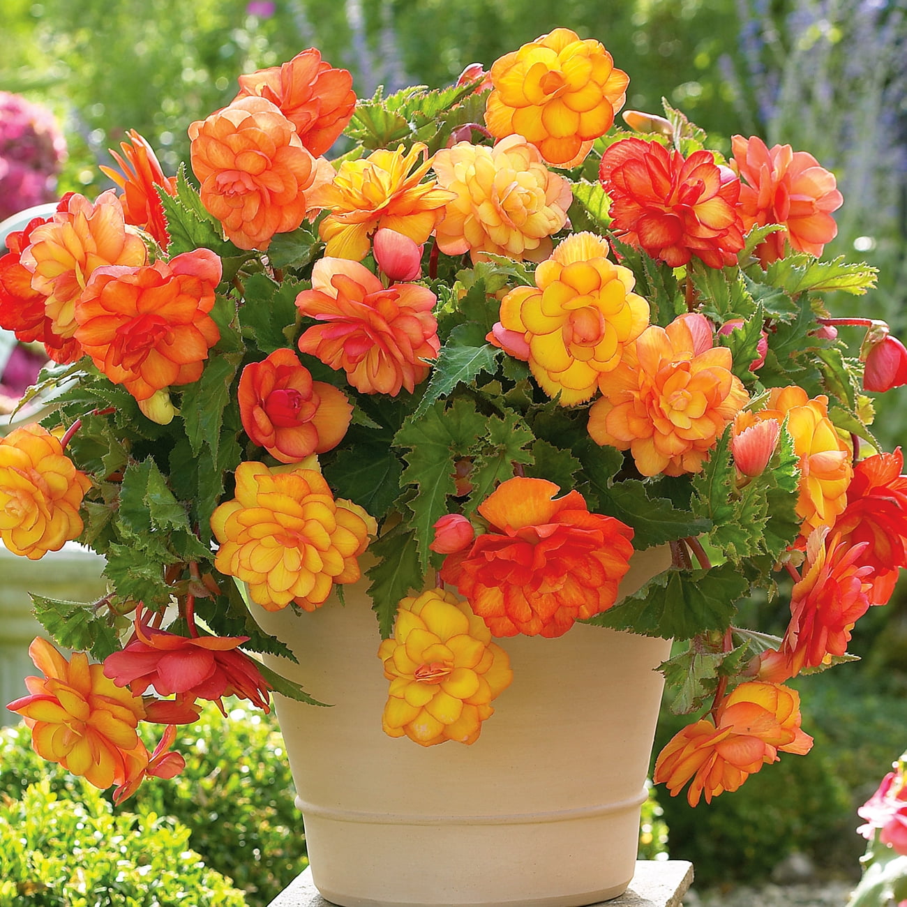 Van Zyverden Begonia Golden Balcony Pendula Dormant Flower Bulb Full Shade Less Than 3 Hrs Multi Color Walmart Com Walmart Com