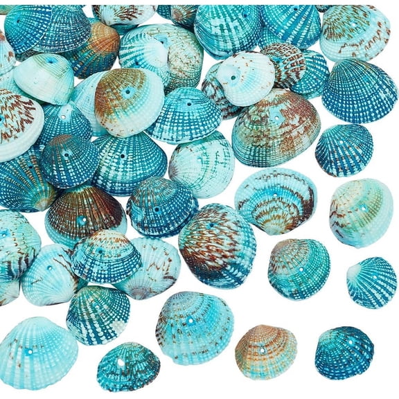 35-40Pcs Blue Tiny Scallop Sea Shells 32-37mm Ocean Beach Clam Craft Seashells
