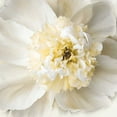 thumbnail image 2 of Swanson, Rebecca 15x15 White Modern Wood Framed Museum Art Print Titled - Peony Praise, 2 of 4