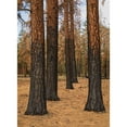 thumbnail image 3 of Hellmann, Stan 11x14 Black Modern Framed Museum Art Print Titled - Ponderosa Forest after Fire, 3 of 5