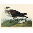 thumbnail image 2 of Audubon, John James 24x19 White Modern Wood Framed Museum Art Print Titled - Jager, 2 of 4