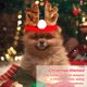 thumbnail image 2 of Methold Trajes de invierno de Navidad Ropa de algodón Bufanda Mascota Animales lindos Conjunto de ropa Decoraciones Accesorios Suministros para Ropa para mascotas No.02 Methold PT000597-02, 2 of 6