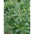 thumbnail image 4 of Pittosporum Green  1 Extra Large 3 Gallon Plant  Pittosporum Tobira  Lush Privacy Hedge  Easy-Care Landscape, 4 of 7