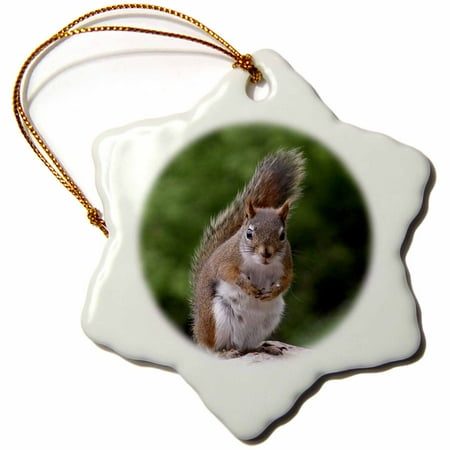 Attitude Squirrel - 3dRose Red Squirrel with Attitude - Snowflake Ornament, 3-inch