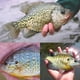 thumbnail image 2 of SeñUelos de Pesca Jig Heads Ball Head Anzuelos de Pesca Redondos SeñUelos de Pesca Ball Head Jigs para Agua Dulce o Salada, 2 of 8