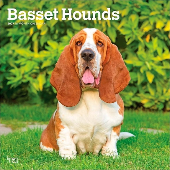 Basset Hounds 2027 12 X 24 Inch (Hanging) Monthly Square Wall Calendar Plastic-Free, (Paperback)