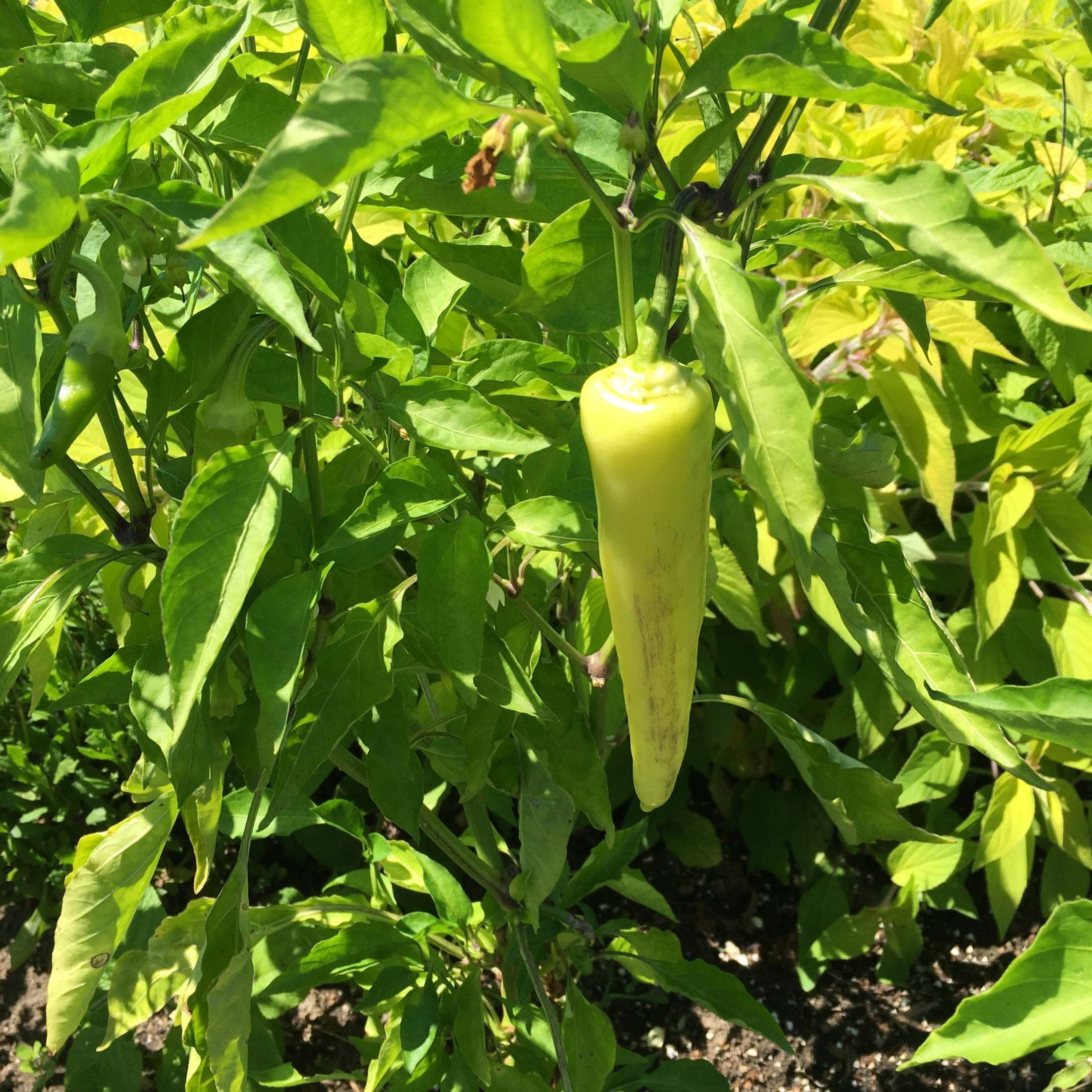 Proven Winners 4"    Hungarian Sweet Wax Pepper Live Plant in 4.25" Pot (4 Count)