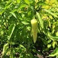 thumbnail image 3 of Proven Winners 4"    Hungarian Sweet Wax Pepper Live Plant in 4.25" Pot (4 Count), 3 of 5