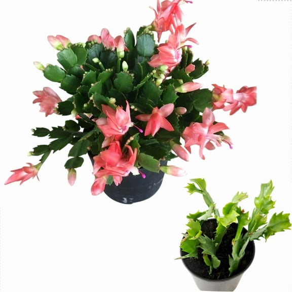 Live Holiday Cactus Plant - Salmon Chrismas Cactus Thanksgiving Cactus Plant - Zygocactus Flowers Well Rooted - Schlumbergera Flowers Seedling - 4-6"Tall 3"Pot