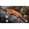 thumbnail image 3 of Créature Cérébrale : le Renard Roux, 3 of 5