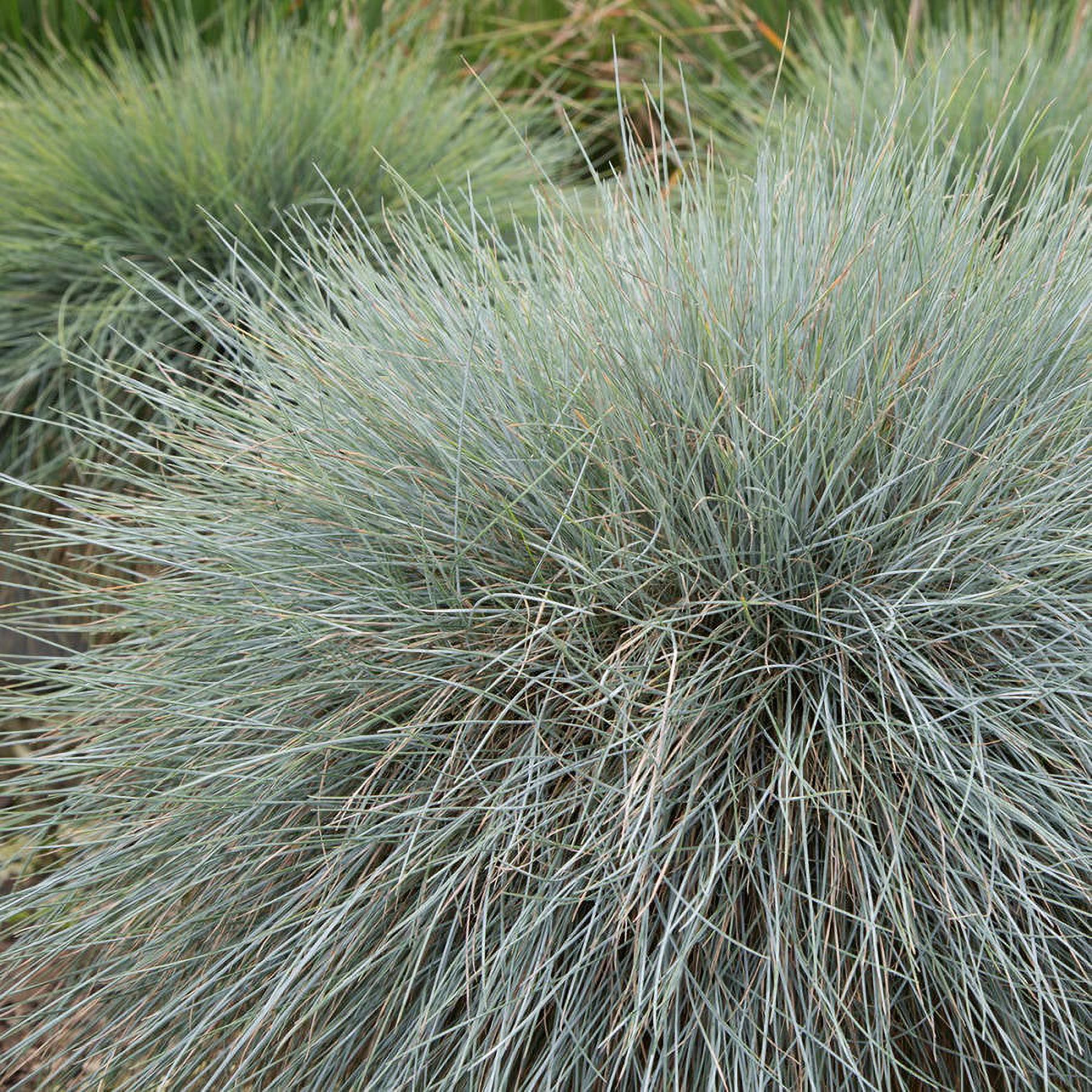 Beyond Blue Festuca (2.5 Quart) Ornamental Perennial Fescue Grass with Powder Blue Foliage - Full Sun Live Outdoor Plant - Southern Living Plant Collection - image 2 of 5