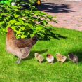 thumbnail image 4 of 1 Set Acrylic Lawn Chicken Stake Decoration Simulation Chicken Insert Realistic Hen and Chick Yard Art for Outdoor Garden Decor, 4 of 9