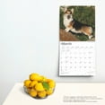 thumbnail image 5 of Pembroke Welsh Corgis | 2025 12x24" (Hanging) Square Wall Calendar | BrownTrout, 5 of 9