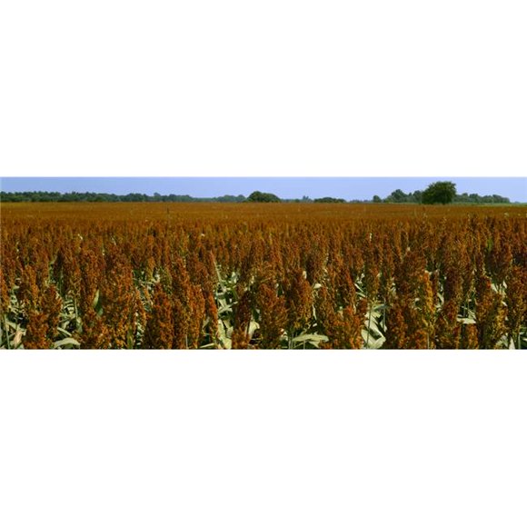 Design Pics DPI2344187 Agriculture - Crop of Mid Mature Grain Sorghum, Milo Ready for Harvest & Des Arc Arkansas USA Poster Print, 30 x 10