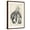 Brown Frame, variant on Art.com Vintage Buckeye Tree Art Print by Thomas Nuttall, 12" x 18"