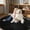 Black, variant on Small Rug Throw Rugs for Bedroom, Mini Area Rug, Fluffy Grey Carpet, Affordable Door Entryway Indoor Inside Front Entrance Dog 2x3 Mat, Home Decor Aesthetic(2 x 3, Dark Grey)