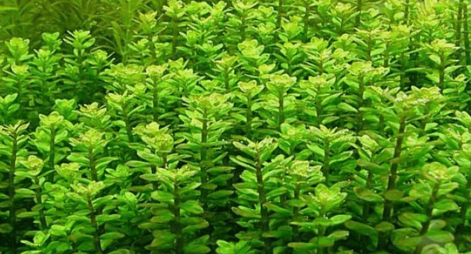 Rotala Indica Live Aquarium Plant Stems – Easy Freshwater Bunch Plants