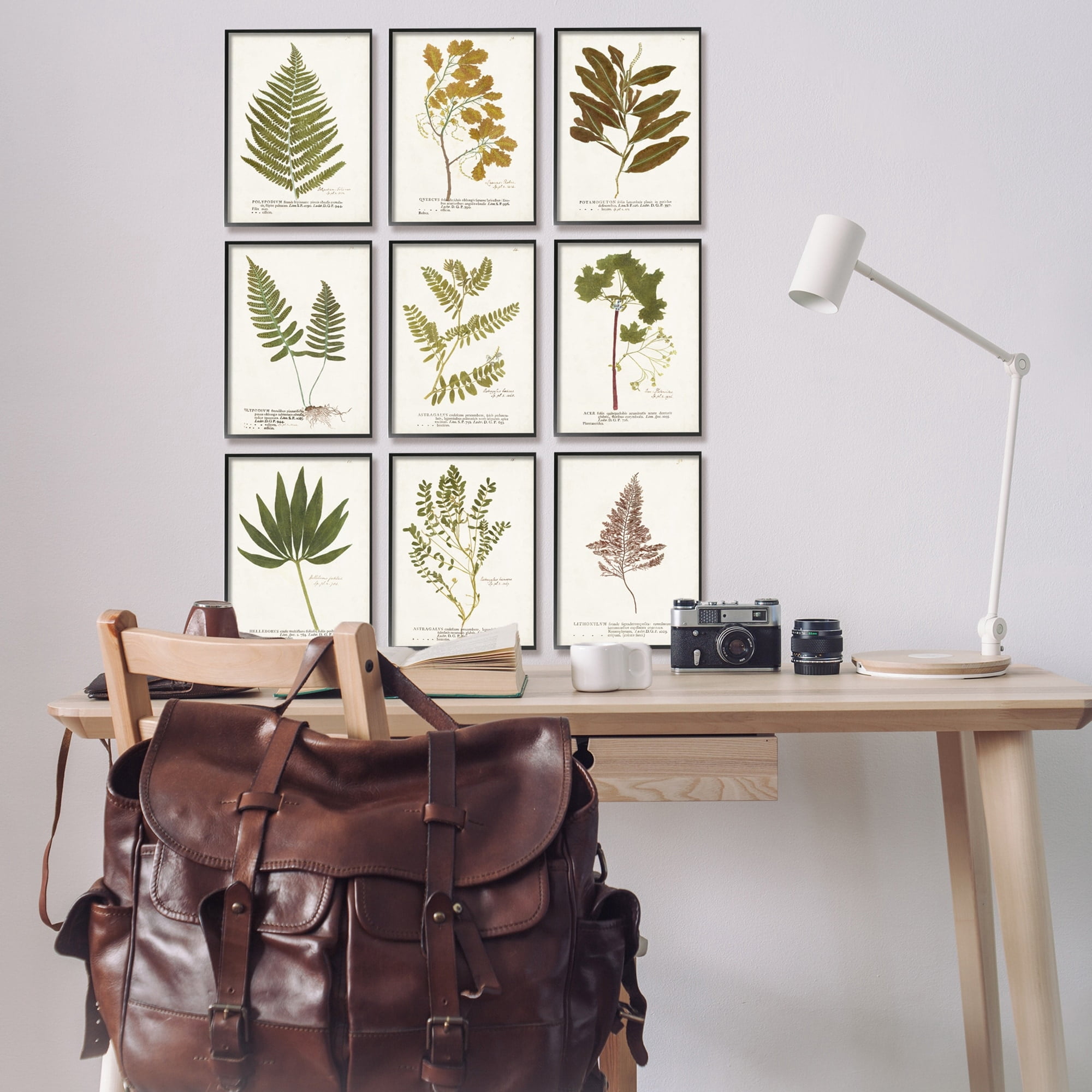 Stupell Industries Delicate Pressed Botanicals Vintage Plant Leaf Study , 11 x 14, Design by World Art Group