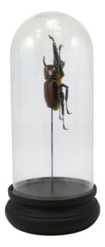 Real Fighting Beetle Male Wing Spread Glass Dome Display Taxidermy Entomology Real Fighting Beetle Male Wing Spread Glass Dome Display Taxidermy Entomology