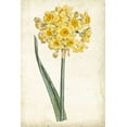 thumbnail image 2 of Curtis 23x32 White Modern Wood Framed Museum Art Print Titled - Curtis Narcissus I, 2 of 4