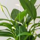 thumbnail image 4 of unbranded 10Ud Varillas Transparentes Para Soporte De Plantas De Acrílico Para Jardín Interior Y Exterior, 4 of 8